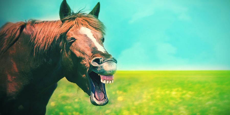 Hästar – locoweed Horses That Love To Get High - Locoweed
