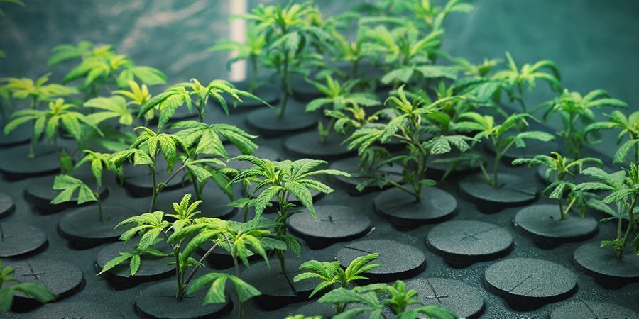 Odla cannabis med kloner: fördelar ODLA CANNABIS MED KLONER: FÖRDELAR