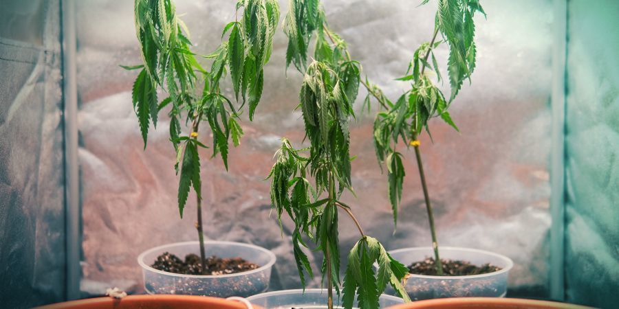 Odla cannabis med sticklingar: nackdelar GROWING CANNABIS WITH CLONES: DISADVANTAGES