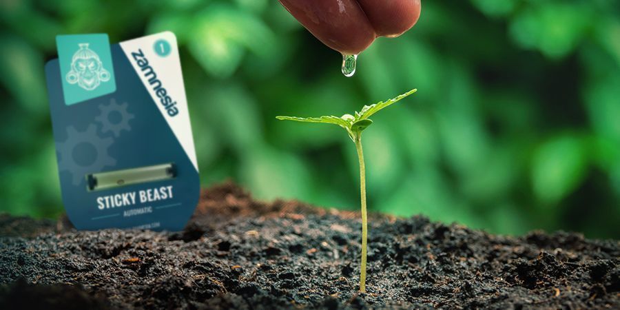 Odla cannabis från frön: fördelar GROWING CANNABIS WITH SEEDS: ADVANTAGES