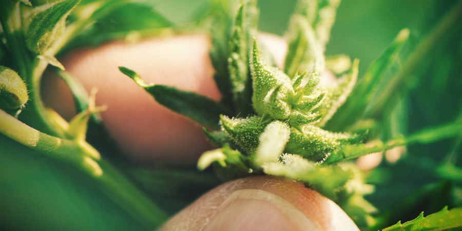 Odla cannabis från frön: nackdelar GROWING CANNABIS WITH SEEDS: DISADVANTAGES