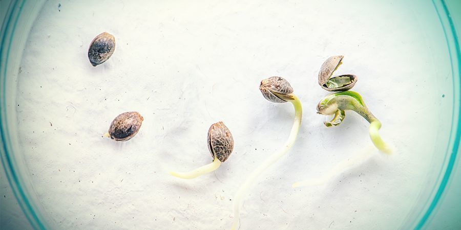 Vad är skillnaden mellan frön och kloner? WHAT'S THE DIFFERENCE BETWEEN CANNABIS SEEDS AND CLONES?