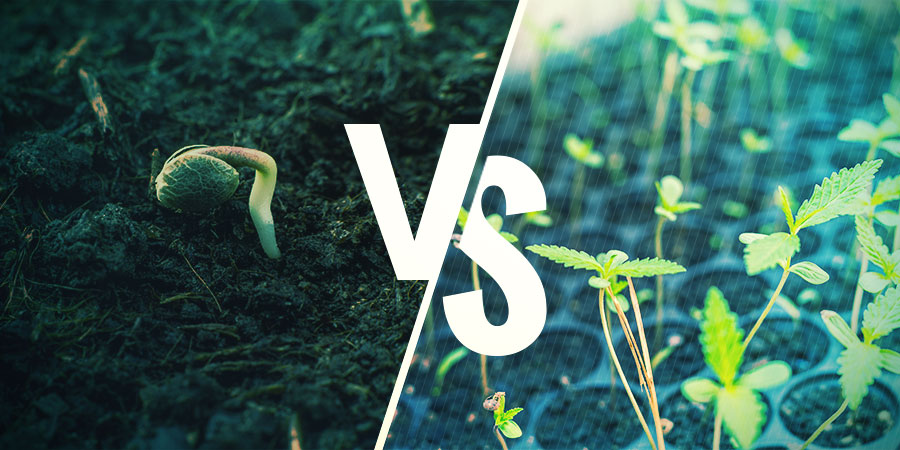 Vilken ska du välja? Cannabisfrön vs. kloner: vilken ska du välja?