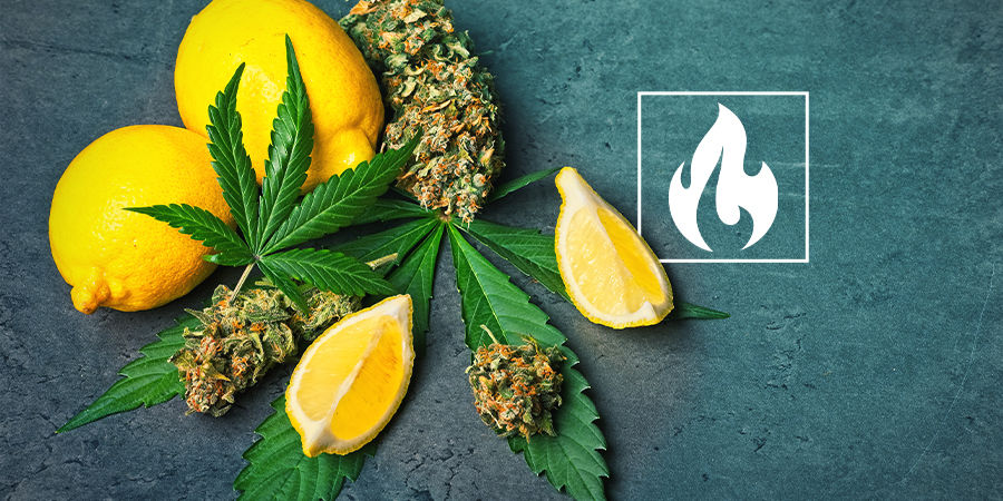 Cannabinoider, terpener, temperaturer & du