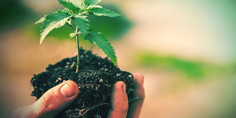 Hur planterar jag om cannabisplantor? HUR PLANTERAR JAG OM CANNABISPLANTOR?