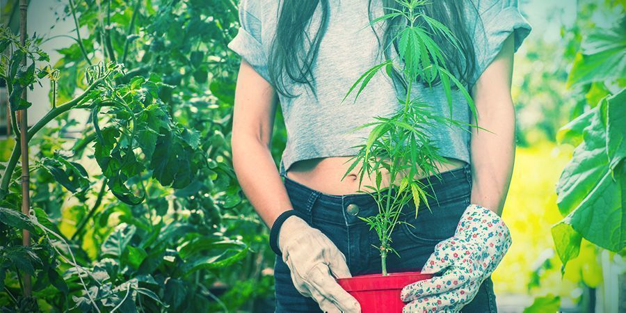 Omplantering av cannabisplantor Transplanting cannabis plants