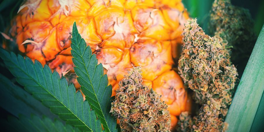 Så tillsätter du smak till cannabis efter skörd Så tillsätter du smak till cannabis efter skörd