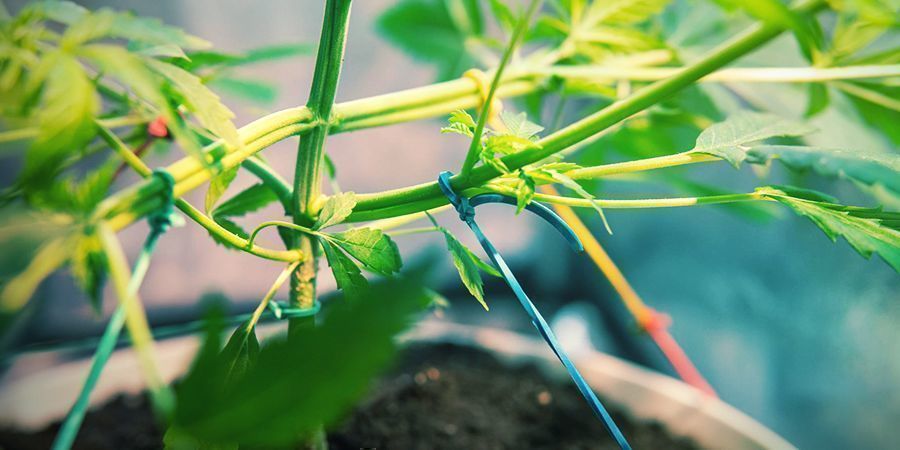 Hur du odlar extra smakrik cannabis Hur du odlar extra smakrik cannabis