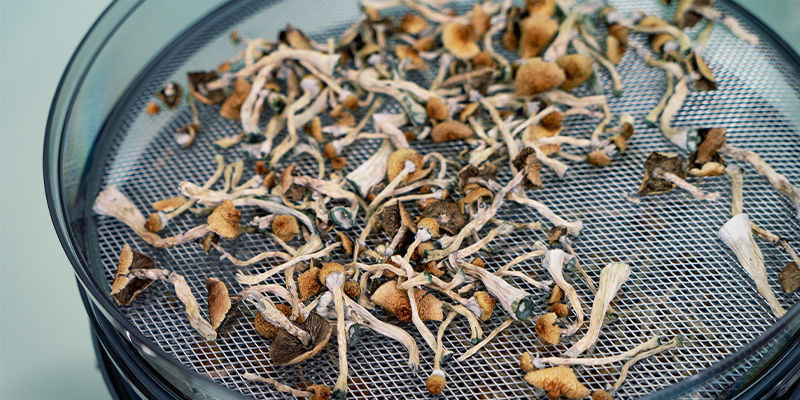 Torkning Magic Mushrooms: Drying