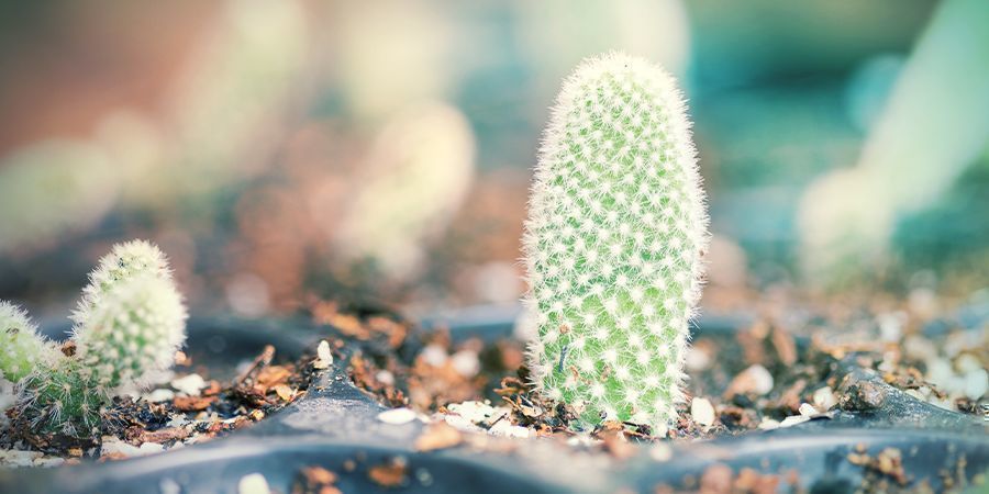 Plantera dina torkade och förhårdnade kaktusst sticklingar Plantera dina torkade och förhårdnade kaktusst sticklingar