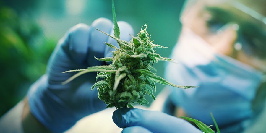 Uppfattningen om cannabis Perception of Cannabis