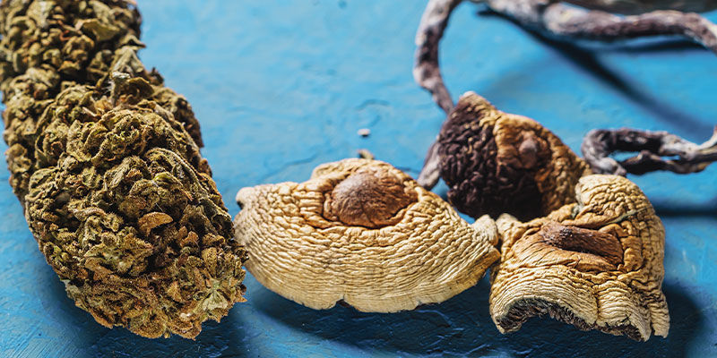 &Auml;r det en bra id&eacute; att blanda cannabis med magiska svampar?