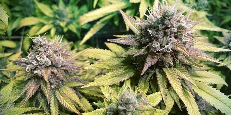 Gorilla Zkittlez (Feminiserade)