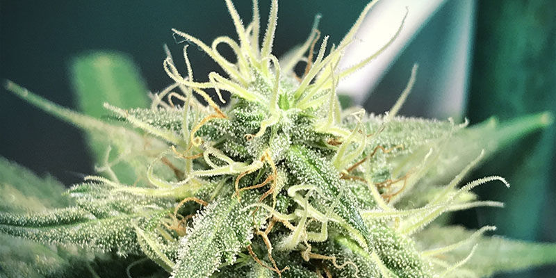 Liberty Haze (Feminiserade)