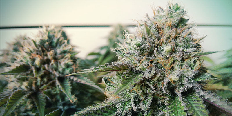 Blue Gelato 41 (Feminiserade)