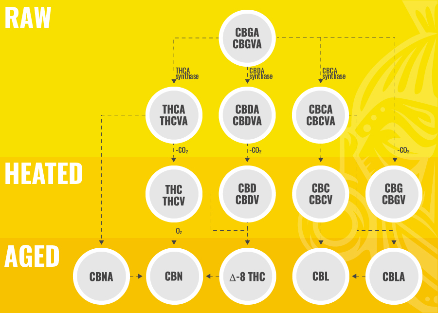 Biosyntes av CBC BIOSYNTHESIS OF CBC
