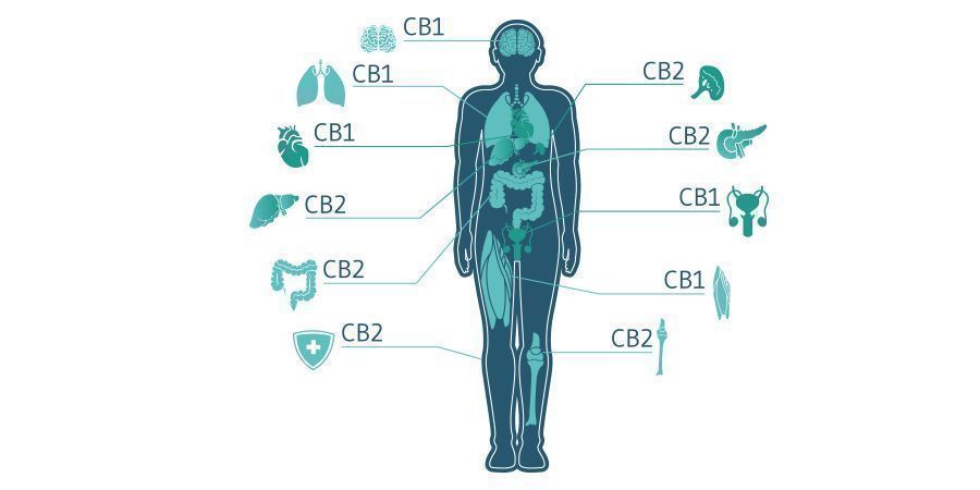 Kommer CBC att spela en framtida roll inom cannabismedicin? Will CBC Play A Future Role In Cannabis Medicine?