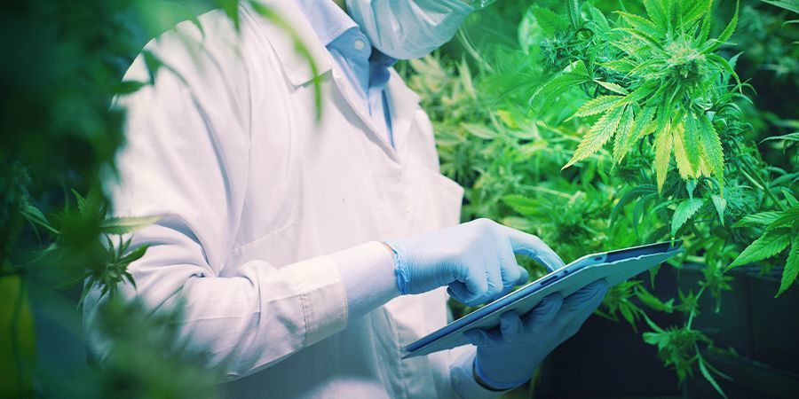 Framtida forskning kommer att ge CBDA en plats i cannabisvärlden FUTURE RESEARCH WILL CARVE A PLACE FOR CBDA IN THE WORLD OF CANNABIS