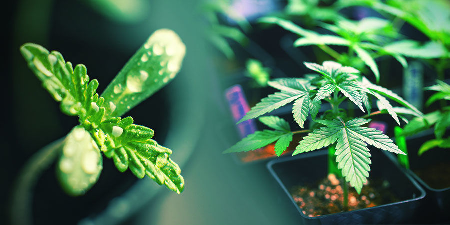 Välj ett förstklassigt exemplar CHOOSE A PRIME CANNABIS SPECIMEN