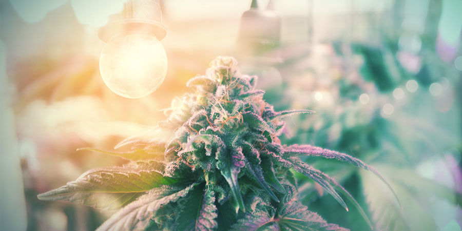 Ge din bonsai-moderplanta rätt förutsättningar SET YOUR BONSAI CANNABIS MOTHER PLANT UP FOR SUCCESS
