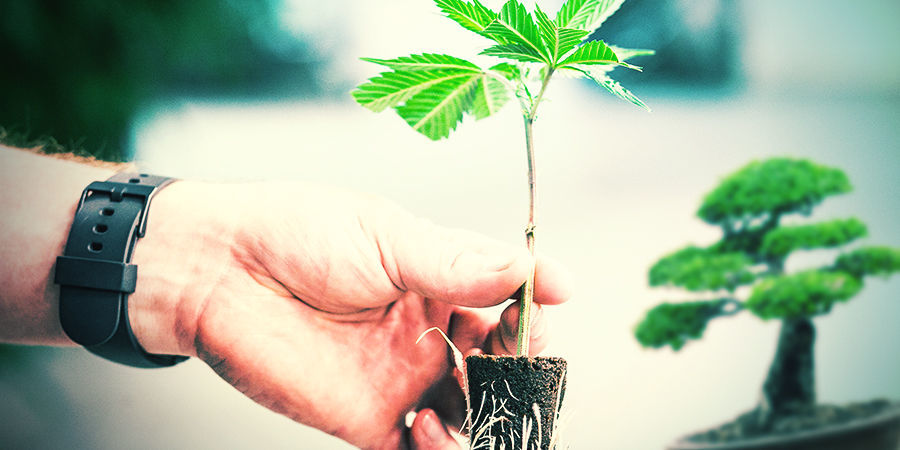 SÅ TAR DU STICKLINGAR FRÅN CANNABIS BONSAI-MODERPLANTOR