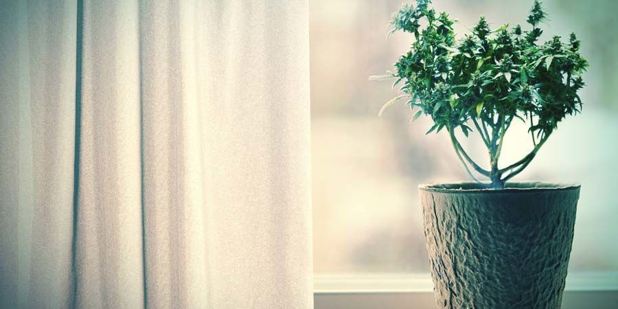 Behåll bra cannabisgenetik och spara både plats (och pengar) Keep Good Cannabis Genetics While Saving Space (And Money)