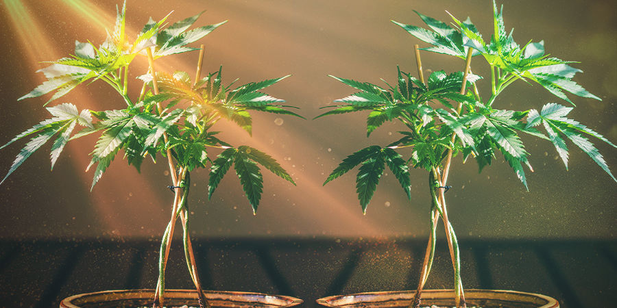Håll dina bonsai-cannabismammor friska KEEPING YOUR BONSAI CANNABIS MUMS HEALTHY