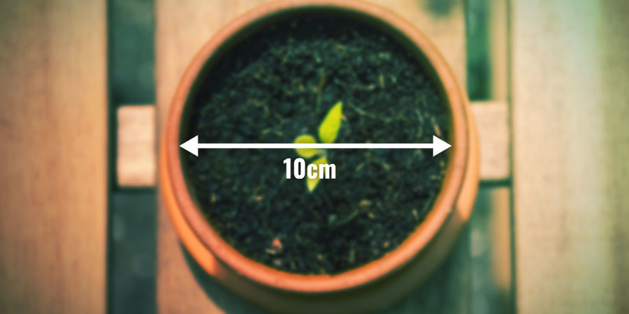Flytta moderplantan till sin slutkruka MOVE YOUR MOTHER PLANT TO HER FINAL POT
