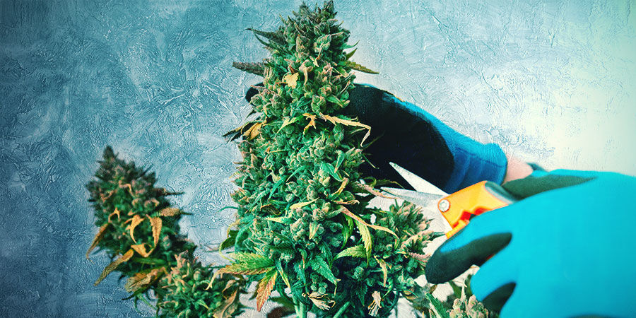 TRIMMA OCH TRÄNA DIN CANNABISBONSAI