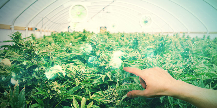 Vilka sorter passar bäst för att göra bonsaier? WHICH CANNABIS STRAINS ARE BEST FOR MAKING BONSAIS?