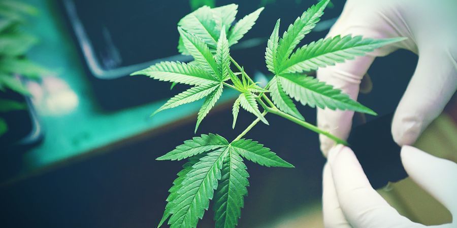 Vad är poängen med arvegods-cannabis? Vad är poängen med arvegods-cannabis?