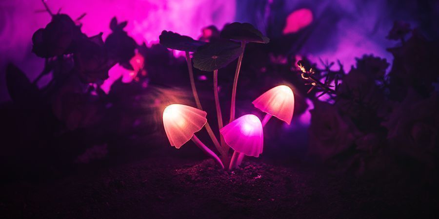 Magiska svampar anses vara relativt säkra Magic Mushrooms Are Deemed Relatively Safe