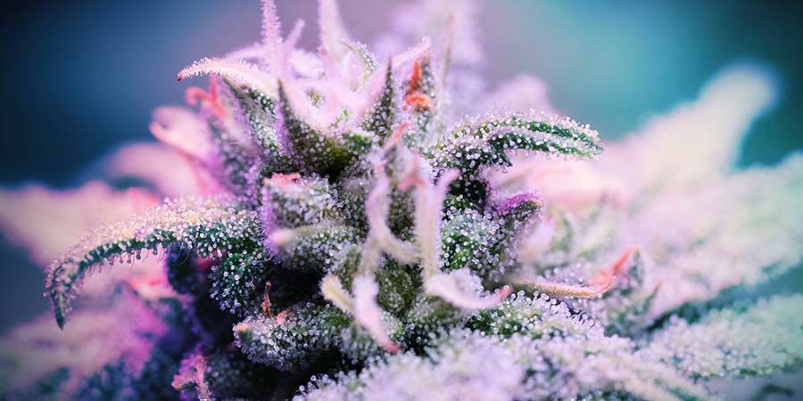 Purple Punch: Popularity And Fun Facts Purple Punch: Popularity And Fun Facts