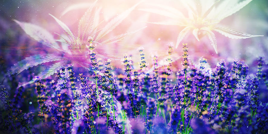 Hur kan du dra nytta av det? Cannabis & linalool: Hur kan du dra nytta av det?