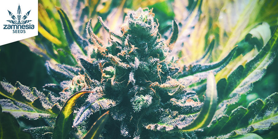 Cannabissorter är utmärkta källor till linalool CANNABIS STRAINS ARE SUPERB SOURCES OF LINALOOL