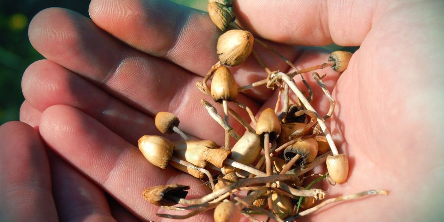 Vilka effekter har psilocybin?