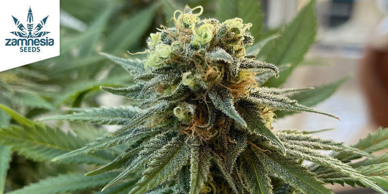 Runtz av Zamnesia Seeds Runtz by Zamnesia Seeds
