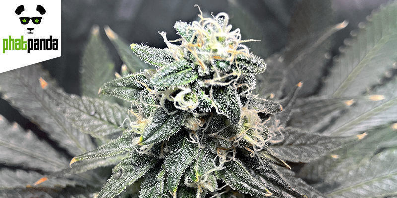 Grease Monkey av Phat Panda Seeds GREASE MONKEY BY PHAT PANDA SEEDS