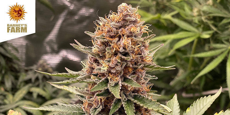 Purple Punch av Barney's Farm PURPLE PUNCH BY BARNEY'S FARM