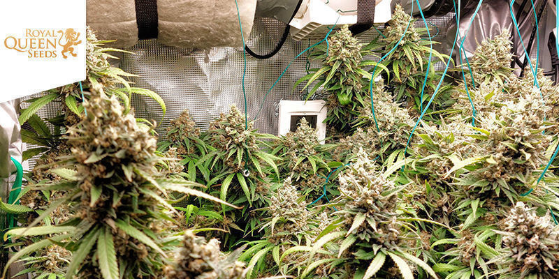 Royal Gorilla By Royal Queen Seeds Royal Gorilla By Royal Queen Seeds
