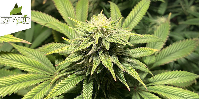 Kukulkan av Pyramid Seeds KUKULKAN BY PYRAMID SEEDS