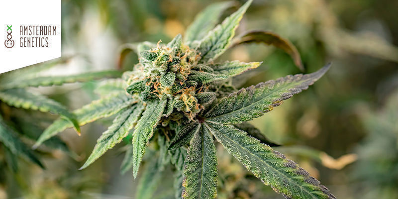 Royal Choco av Amsterdam Genetics Royal Choco By Amsterdam Genetics