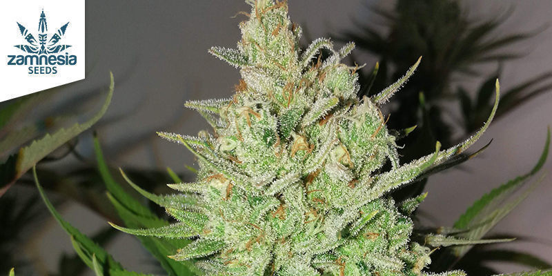Lemon Power Haze från Zamnesia Seeds LEMON POWER HAZE BY ZAMNESIA SEEDS