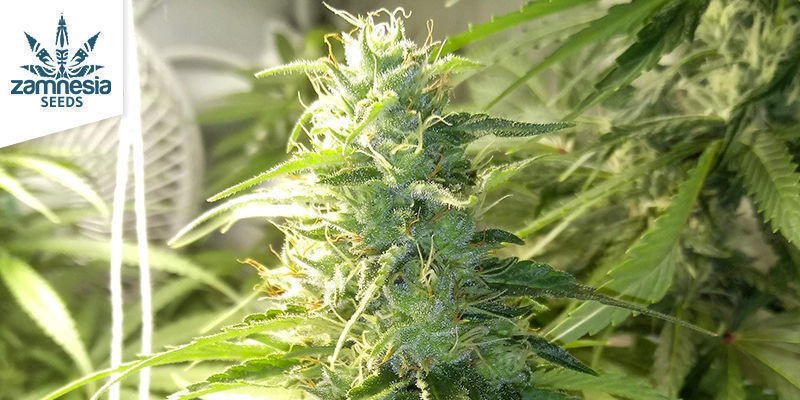 Gelato av Zamnesia Seeds Gelato by Zamnesia Seeds