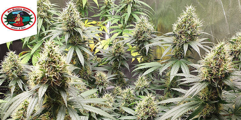 Sch’lemon Cake av Big Buddha Seeds SCH’LEMON CAKE BY BIG BUDDHA SEEDS