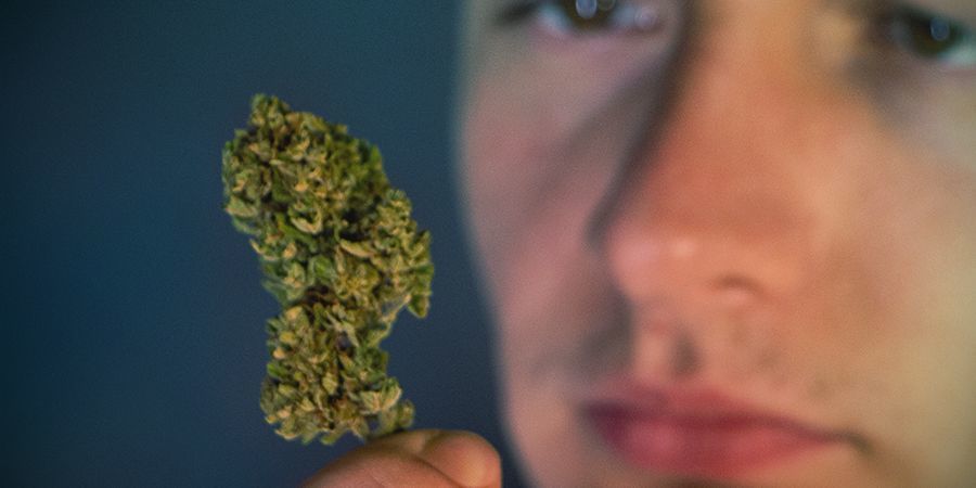 Känna igen gammalt cannabis Recognising Old Weed