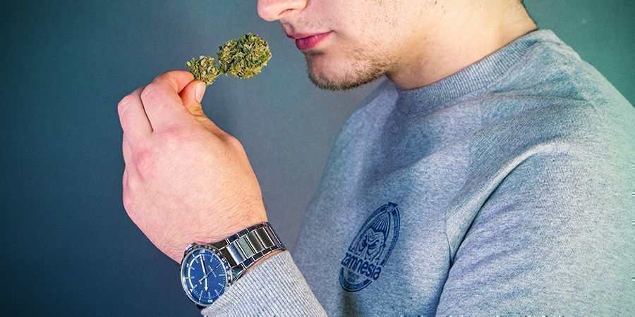 Kan cannabis bli gammalt? Kan cannabis bli gammalt?