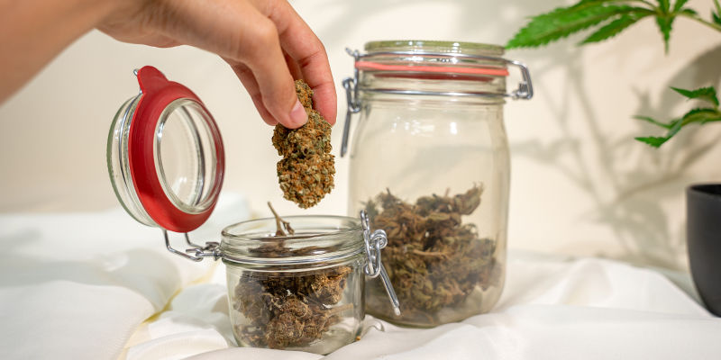 Vädra cannabis: en avgörande del av kureringsprocessen Burping Cannabis: A Crucial Part Of The Curing Process