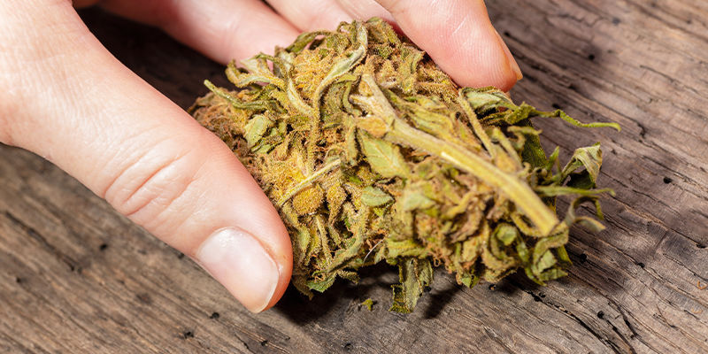 Is Your Weed Really Wet Or Just Sticky?