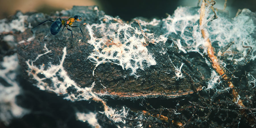 Vad är mykorrhiza? WHAT ARE MYCORRHIZAE?